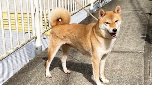 成約済の奈良県の柴犬-271338の1枚目
