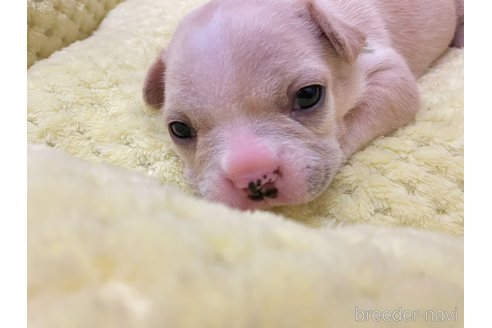 成約済の茨城県のフレンチブルドッグ-271547の3枚目