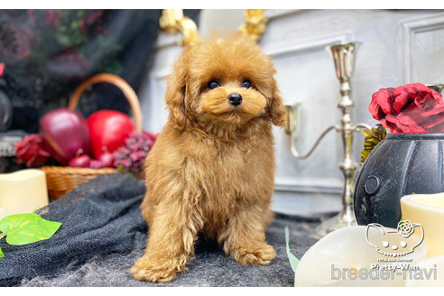 成約済の愛知県のタイニープードル-260620の2枚目