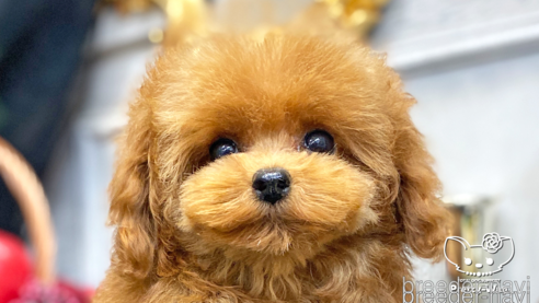 成約済の愛知県のタイニープードル-260620の1枚目