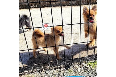 成約済の茨城県のポメラニアン-251770の23枚目