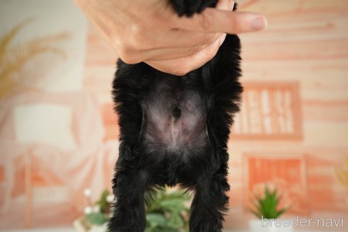 成約済の神奈川県のトイプードル-271353の15枚目