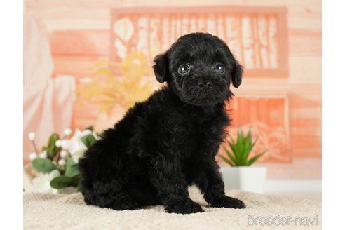 成約済の神奈川県のトイプードル-271353の11枚目