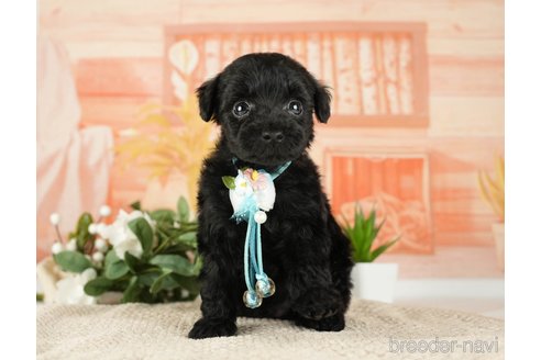 成約済の神奈川県のトイプードル-271353の12枚目