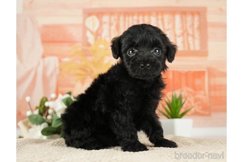 成約済の神奈川県のトイプードル-271353の13枚目