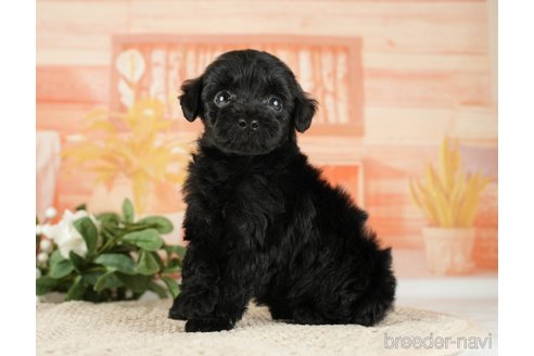 成約済の神奈川県のトイプードル-271353の14枚目