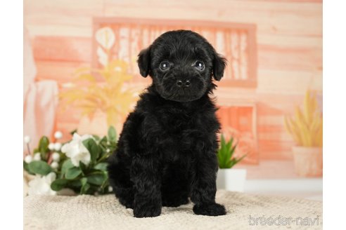 成約済の神奈川県のトイプードル-271353の7枚目