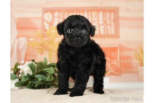 成約済の神奈川県のトイプードル-271353の8枚目