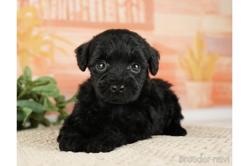成約済の神奈川県のトイプードル-271353の9枚目