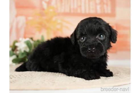 成約済の神奈川県のトイプードル-271353の10枚目