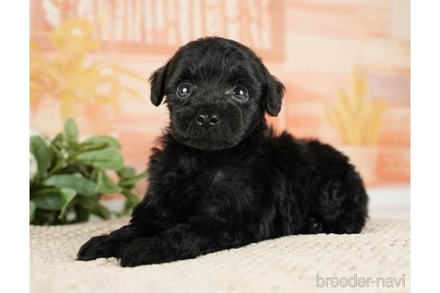 成約済の神奈川県のトイプードル-271353の4枚目