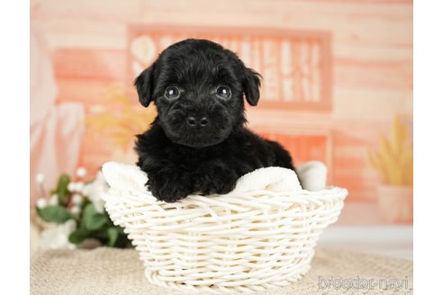 成約済の神奈川県のトイプードル-271353の5枚目