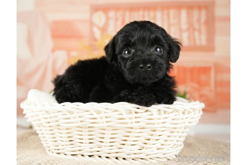 成約済の神奈川県のトイプードル-271353の6枚目