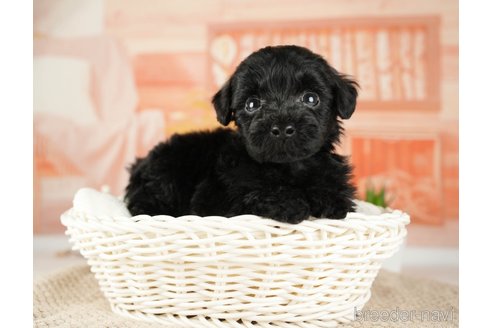 成約済の神奈川県のトイプードル-271353の3枚目