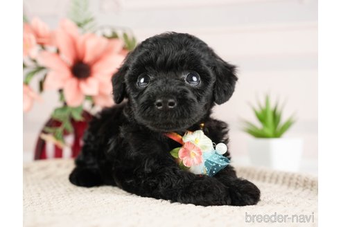 成約済の神奈川県のトイプードル-271356の1枚目