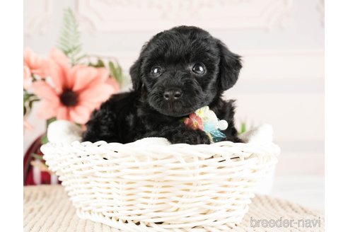 成約済の神奈川県のトイプードル-271356の20枚目