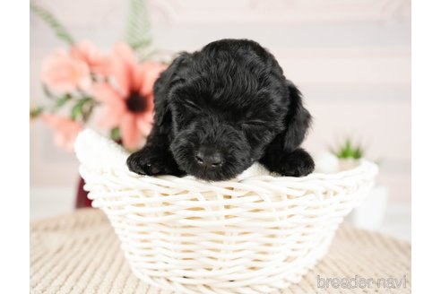 成約済の神奈川県のトイプードル-271356の19枚目