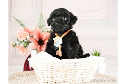 成約済の神奈川県のトイプードル-271356の18枚目