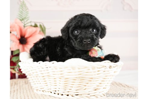 成約済の神奈川県のトイプードル-271356の17枚目