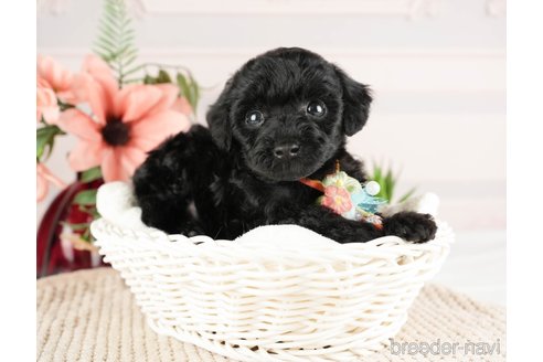 成約済の神奈川県のトイプードル-271356の16枚目