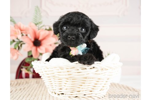 成約済の神奈川県のトイプードル-271356の15枚目