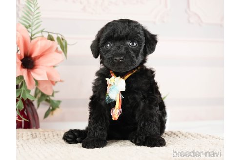 成約済の神奈川県のトイプードル-271356の14枚目