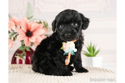 成約済の神奈川県のトイプードル-271356の13枚目