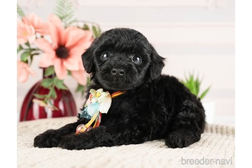 成約済の神奈川県のトイプードル-271356の12枚目