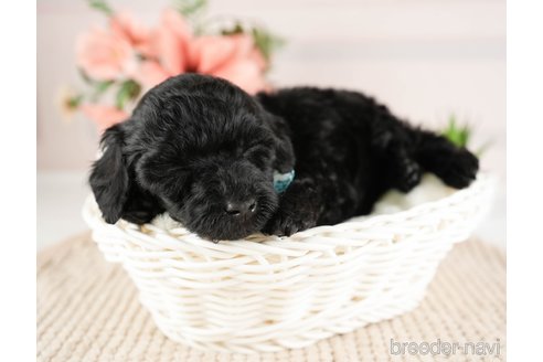 成約済の神奈川県のトイプードル-271356の11枚目