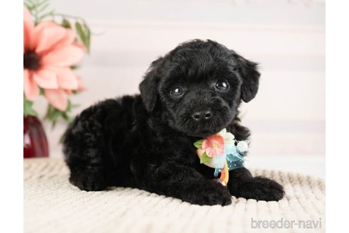 成約済の神奈川県のトイプードル-271356の10枚目