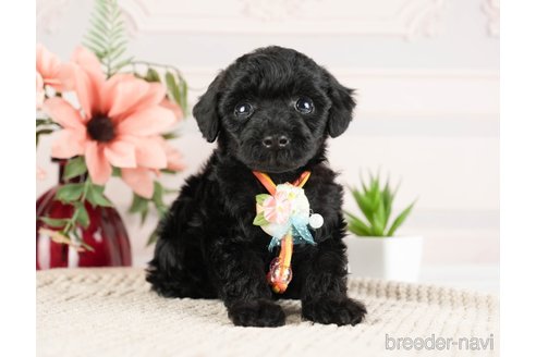 成約済の神奈川県のトイプードル-271356の9枚目