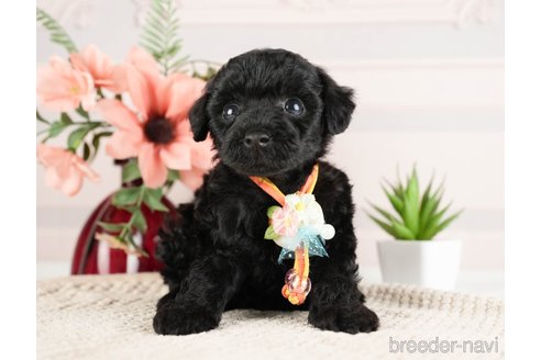 成約済の神奈川県のトイプードル-271356の8枚目