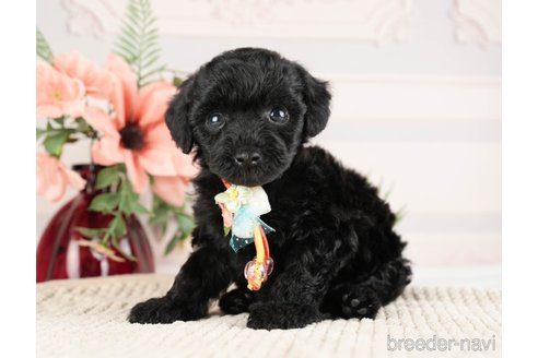 成約済の神奈川県のトイプードル-271356の6枚目