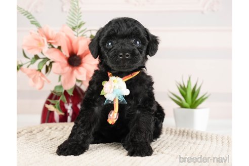 成約済の神奈川県のトイプードル-271356の5枚目