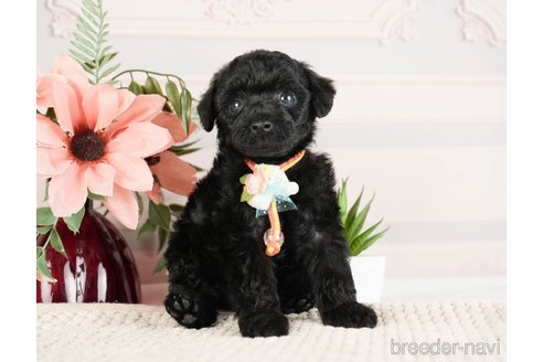 成約済の神奈川県のトイプードル-271356の4枚目