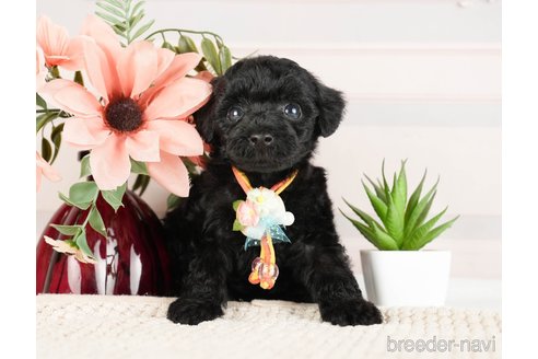 成約済の神奈川県のトイプードル-271356の3枚目