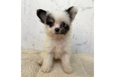 成約済の千葉県のミックス犬-271357の1枚目