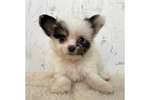 成約済の千葉県のミックス犬-271357の5枚目