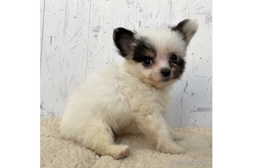 成約済の千葉県のミックス犬-271357の4枚目