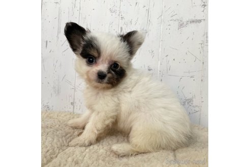 成約済の千葉県のミックス犬-271357の3枚目