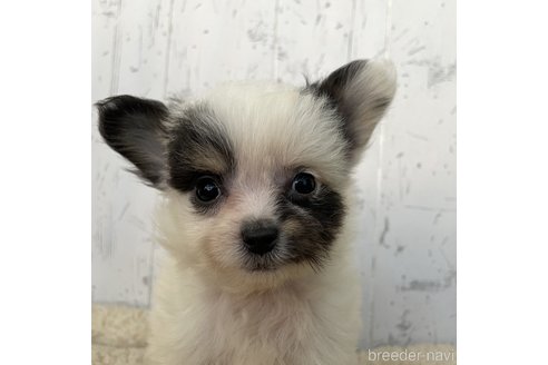 成約済の千葉県のミックス犬-271357の2枚目