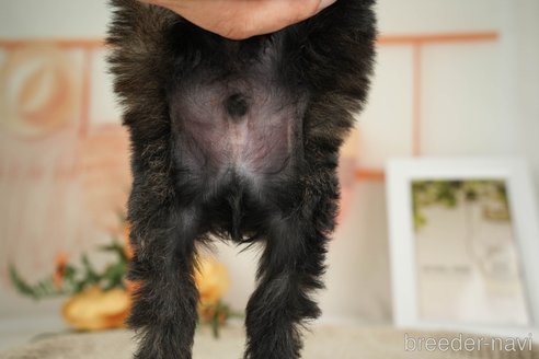 成約済の神奈川県のトイプードル-271358の11枚目