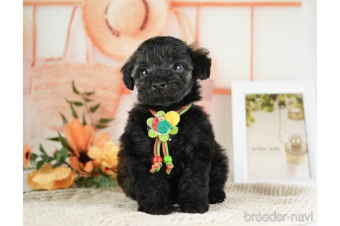 成約済の神奈川県のトイプードル-271358の12枚目