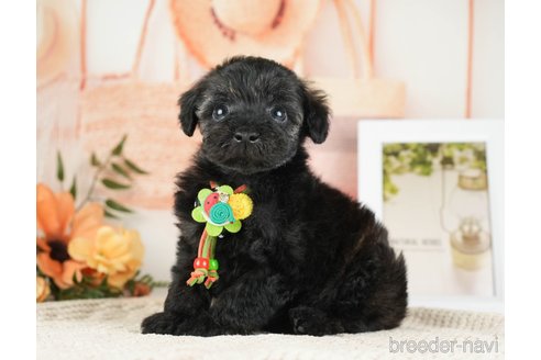 成約済の神奈川県のトイプードル-271358の13枚目