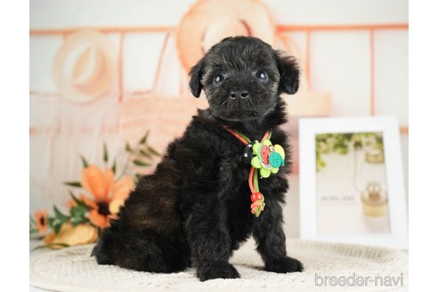 成約済の神奈川県のトイプードル-271358の14枚目