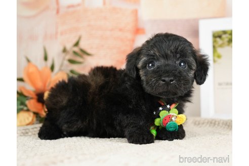 成約済の神奈川県のトイプードル-271358の15枚目