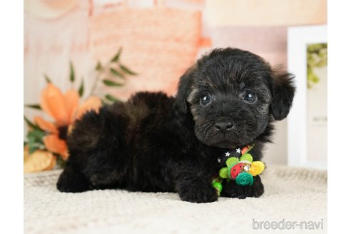 成約済の神奈川県のトイプードル-271358の10枚目
