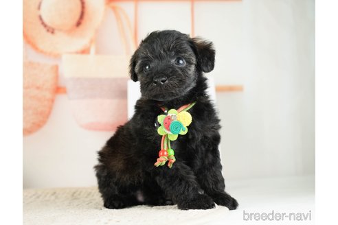 成約済の神奈川県のトイプードル-271358の5枚目