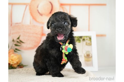 成約済の神奈川県のトイプードル-271358の6枚目