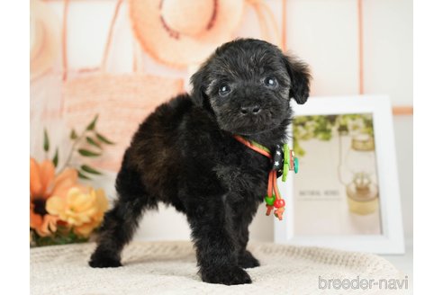 成約済の神奈川県のトイプードル-271358の7枚目